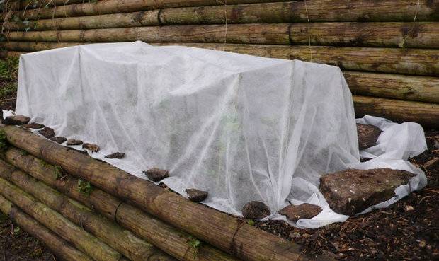 Preparing roses for winter