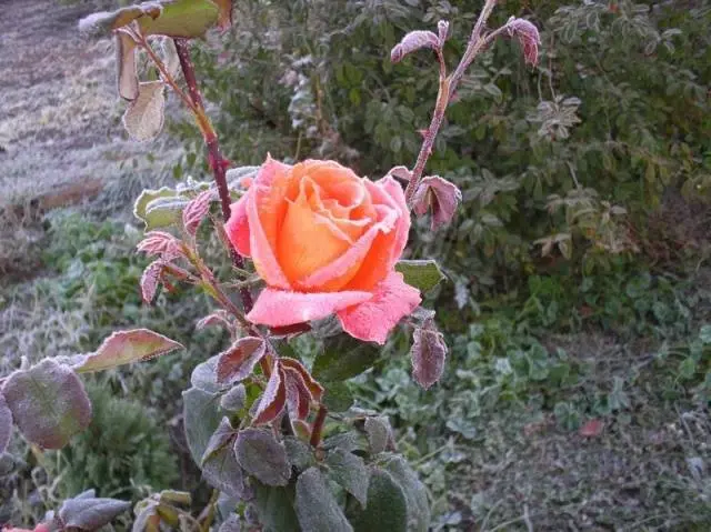 Preparing roses for winter