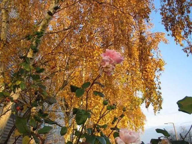 Preparing roses for winter