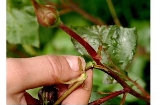 Preparing roses for winter