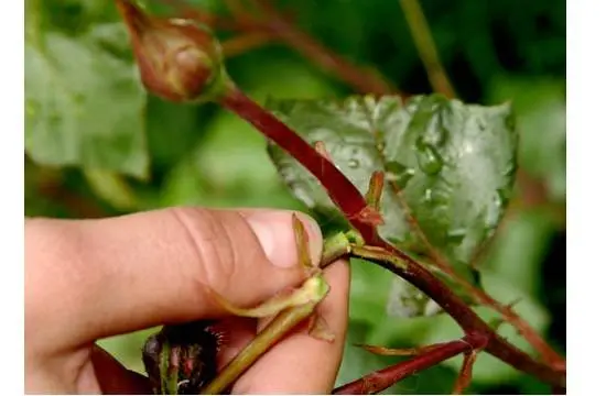 Preparing roses for winter