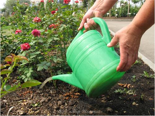 Preparing roses for winter