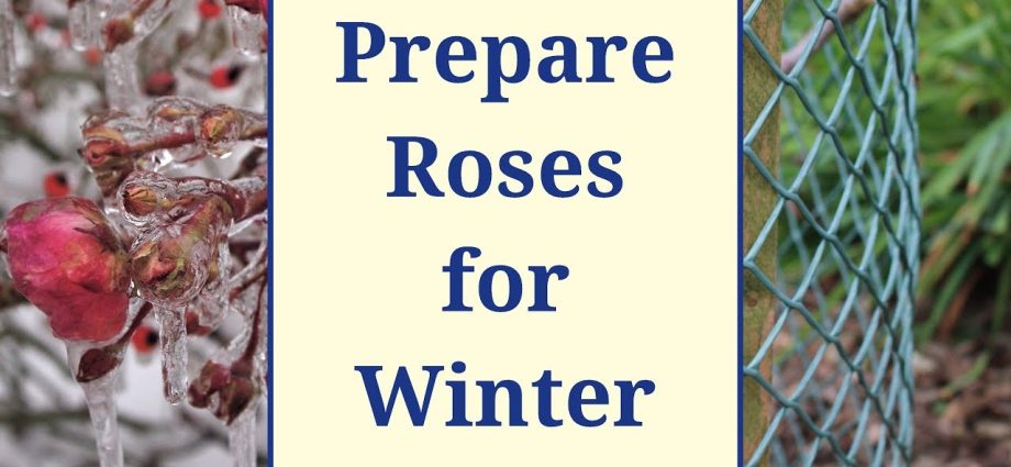 Preparing roses for winter