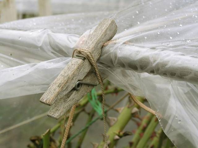 Preparing roses for winter in central Our Country