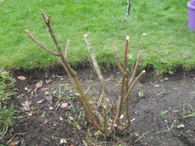 Preparing roses for winter in central Our Country