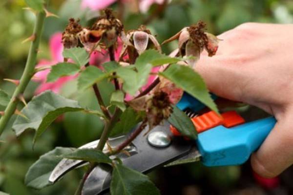 Preparing roses for winter in central Our Country