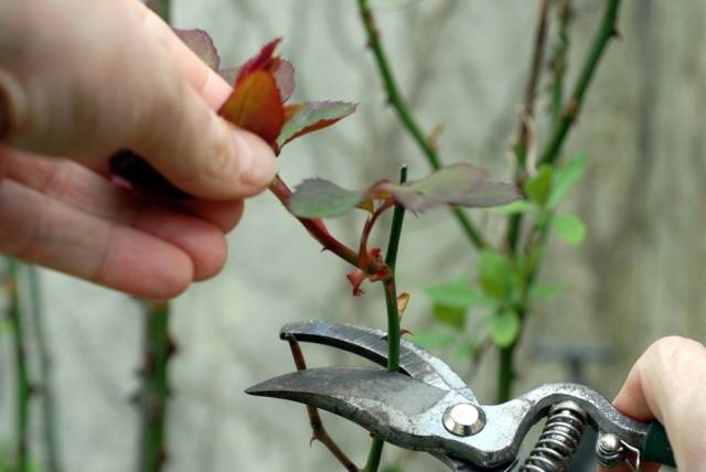 Preparing roses for winter in central Our Country