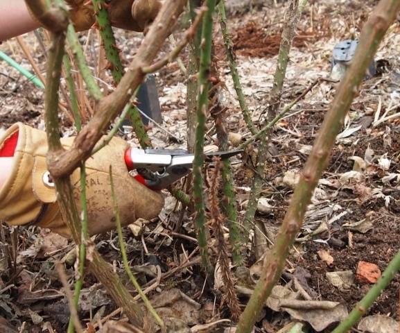 Preparing roses for winter in central Our Country