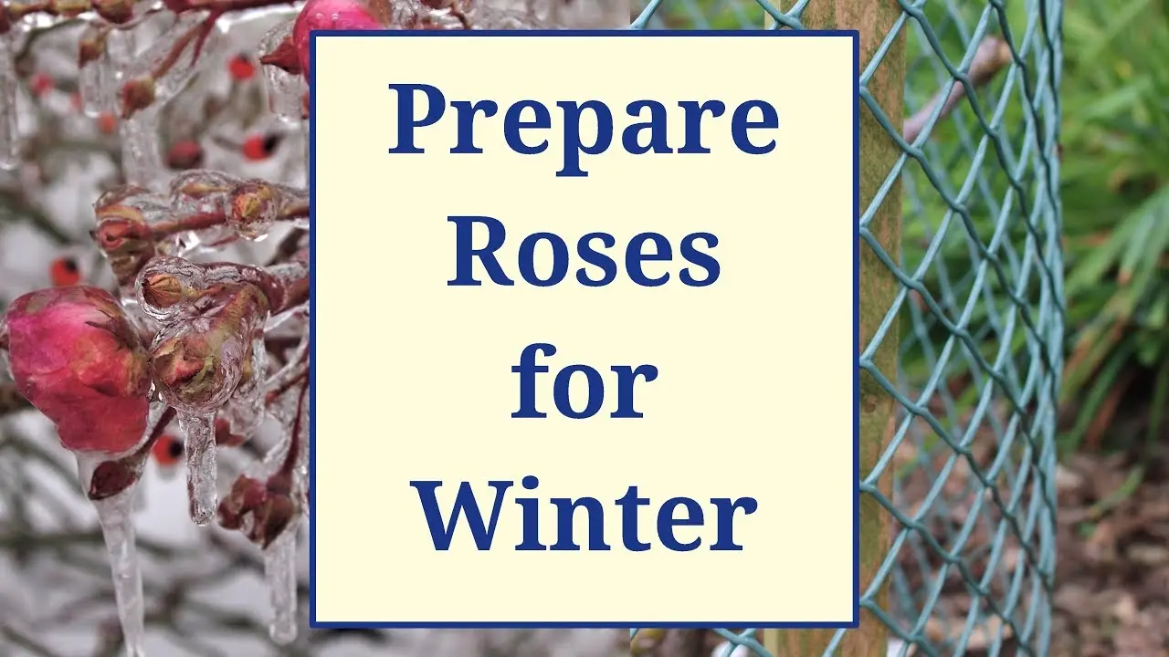 Preparing roses for winter