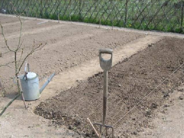 Preparing the garden for garlic