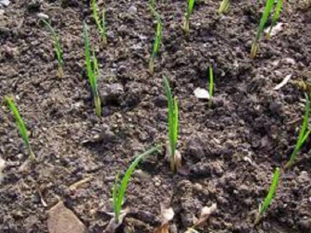 Preparing the garden for garlic