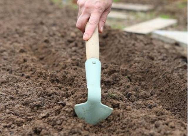 Preparing the garden for garlic