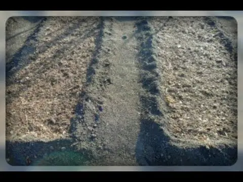 Preparing the garden for garlic