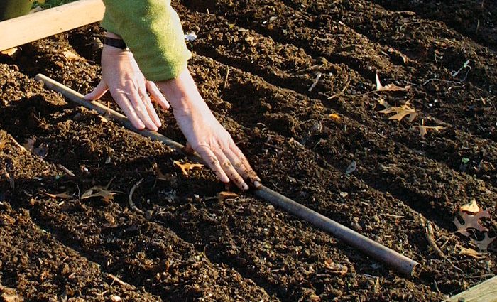 Preparing the garden for garlic