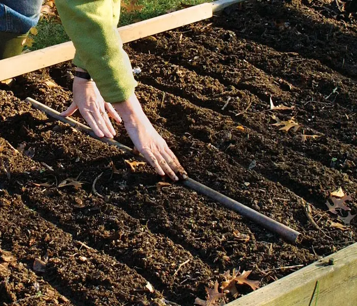 Preparing the garden for garlic