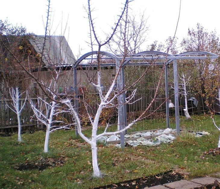 Preparing the garden for winter: how to cover fruit trees and fruit seedlings, at what temperature is warming carried out