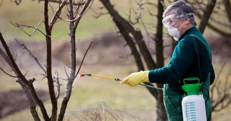 Preparing the garden for winter: how to cover fruit trees and fruit seedlings, at what temperature is warming carried out