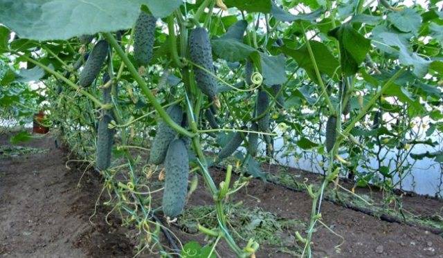 Presowing hardening of cucumber seeds