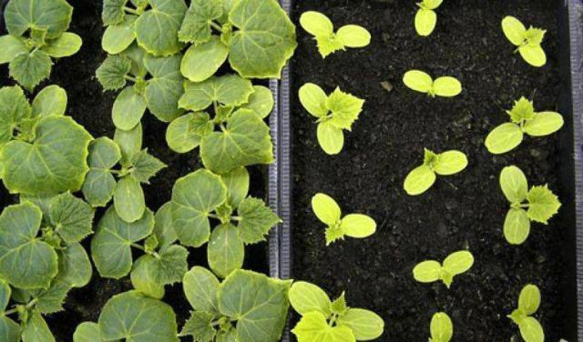 Presowing hardening of cucumber seeds