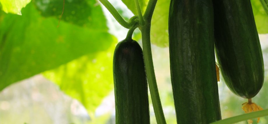 Presowing hardening of cucumber seeds