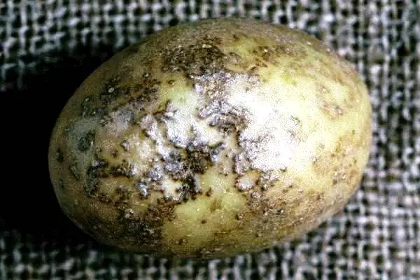 Preventing potato scab: a set of measures