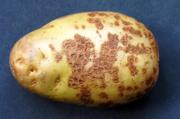 Preventing potato scab: a set of measures