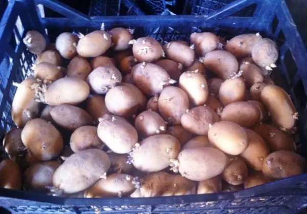 Preventing potato scab: a set of measures