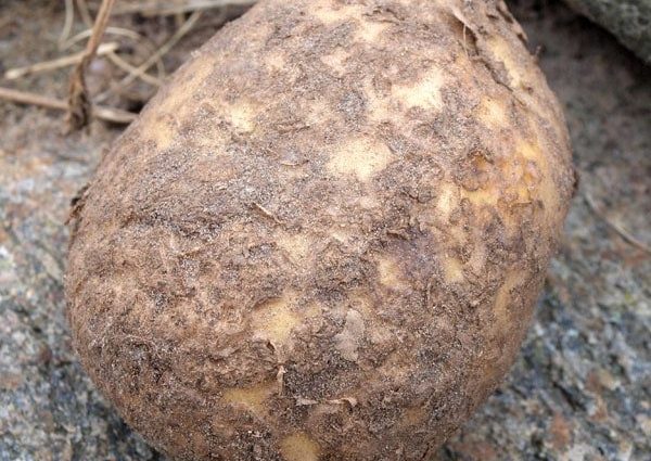 Preventing potato scab: a set of measures