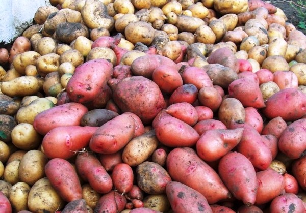 Preventing potato scab: a set of measures