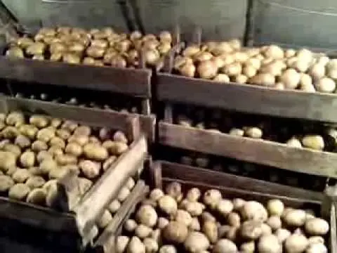 Preventing potato scab: a set of measures