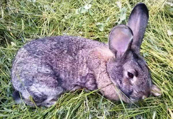 Prevention of coccidiosis in rabbits