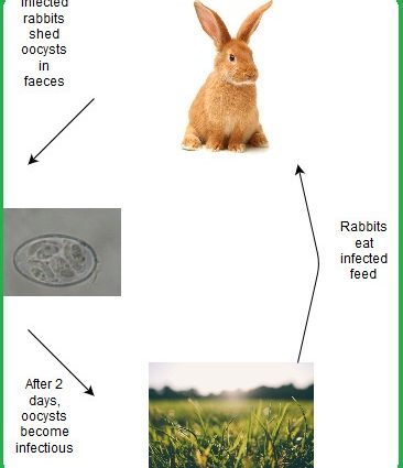 Prevention of coccidiosis in rabbits