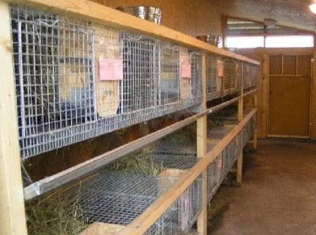 Prevention of coccidiosis in rabbits