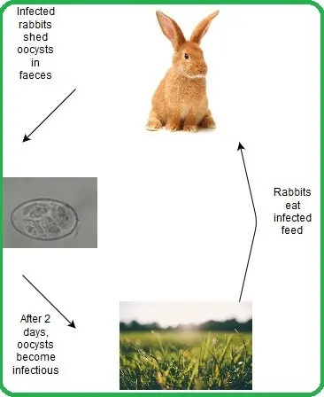 Prevention of coccidiosis in rabbits