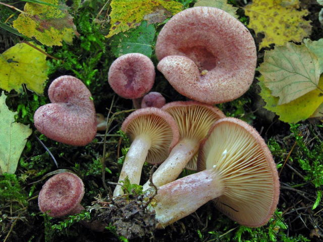 Prickly milky: edible mushroom or not, description and photo