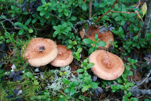 Prickly milky: edible mushroom or not, description and photo