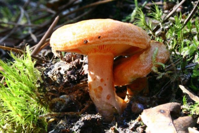 Prickly milky: edible mushroom or not, description and photo