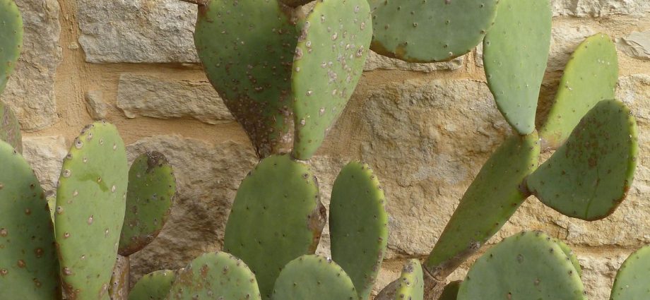 Prickly pear &#8211; characteristics, properties, application