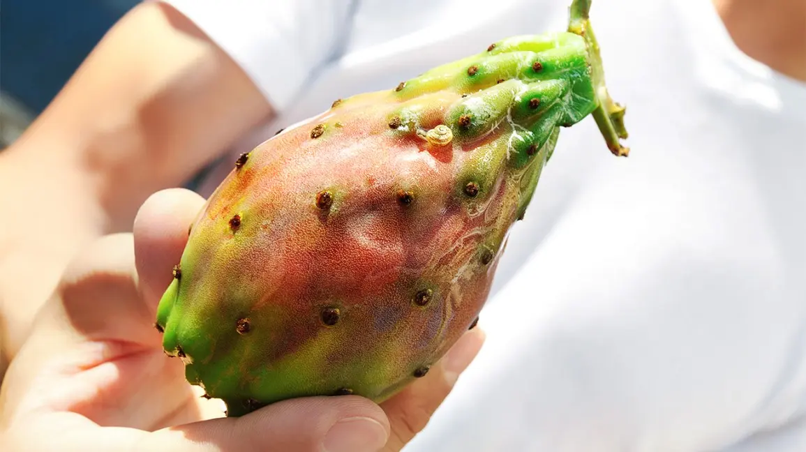 Prickly pear oil &#8211; properties, application, opinions. Effect of fig opuntia oil on the skin