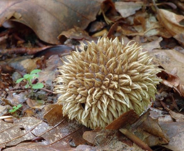 Prickly prickly raincoat (hedgehog): photo and description