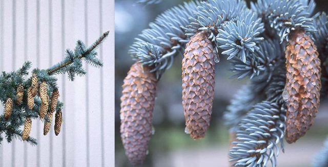 Prickly spruce Glauka Globoza