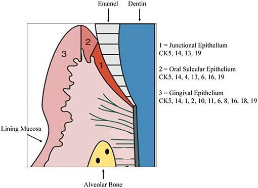 زبانی mucosa کے بنیادی اور ثانوی eruptions
