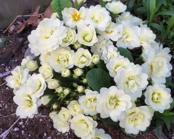 Primrose stemless: growing from seeds