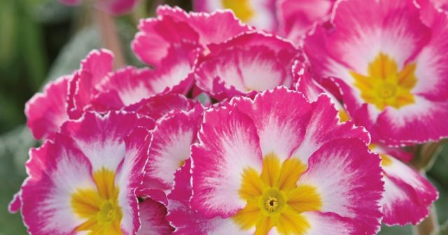 Primrose stemless: growing from seeds