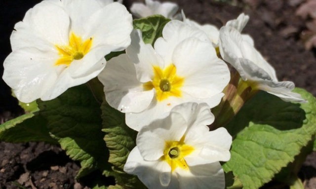 Primrose stemless: growing from seeds