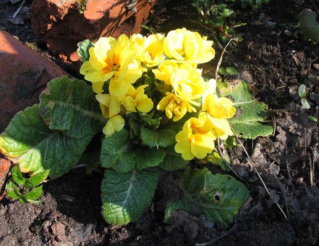 Primrose stemless: growing from seeds