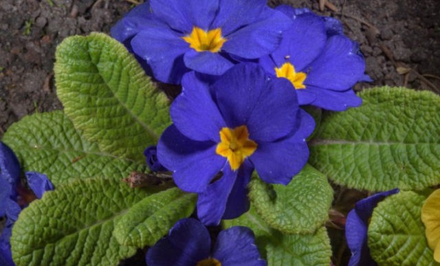 Primrose stemless: growing from seeds