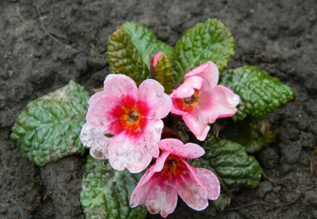 Primrose stemless: growing from seeds