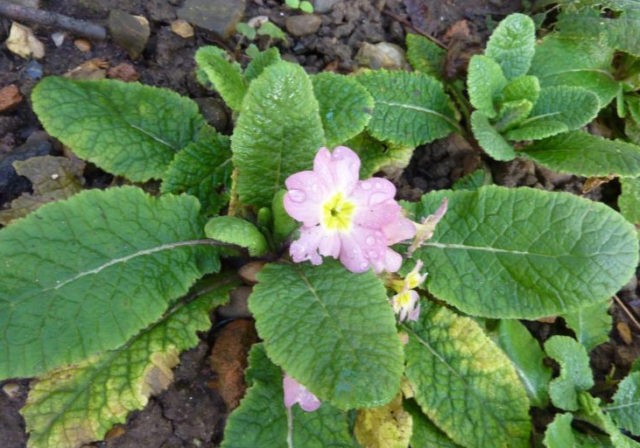 Primrose stemless: growing from seeds