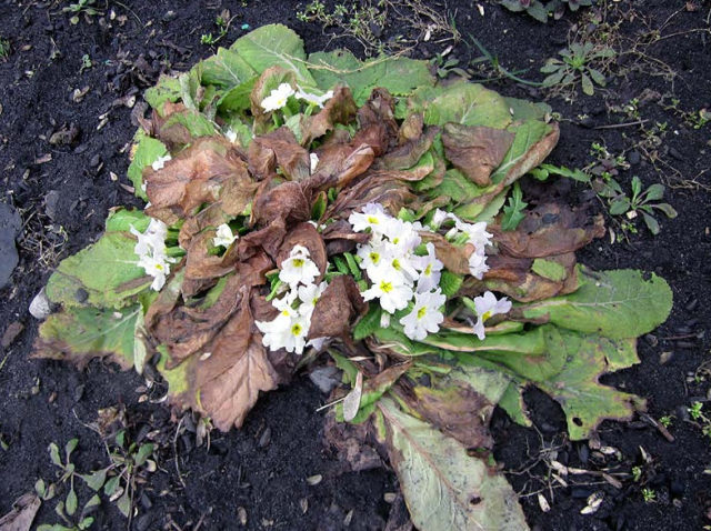 Primrose stemless: growing from seeds